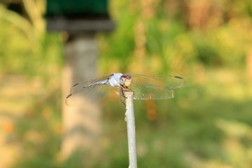 Wall Mural - Dragonfly, Macro dragonfly, dragon fly , insect, animal, nature,wildlife,macro,bug