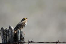 Savannah Sparrow On Fence Post