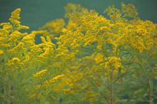 Bright Yellow Flower Goldenrod
