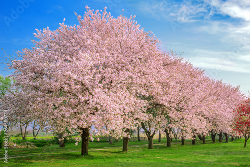 桜の並木 千曲川河川公園 長野県小布施町 Stock Photo Adobe Stock 桜の並木 千曲川河川公園 長野県小布施町 Stock Photo Adobe Stock