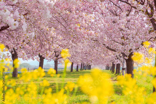 桜の並木と菜の花 千曲川河川公園 長野県小布施町 Adobe Stock でこのストック画像を購入して 類似の画像をさらに検索 Adobe Stock 桜の並木と菜の花 千曲川河川公園 長野県小布施町 Adobe Stock でこのストック画像を購入して 類似の画像をさらに検索 Adobe Stock