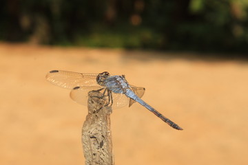 Wall Mural - Dragonfly, Macro dragonfly, dragon fly , insect, animal, nature,wildlife,macro,bug