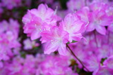 Fototapeta Tęcza - Pink azalea flower bush in the spring garden