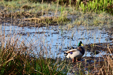 Canvas Print - Duck in muddy water.