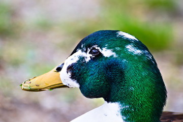 Isolated green and blue duck head in a garden, side view, yellow beak dirty with grass after eating