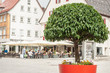 Kirschlorbeer in rotem Blumentrog auf dem Vorstadtplatz mit Brunnen in Nagold 