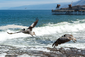 Brown pelicans in the old pier of Taltal, Chile