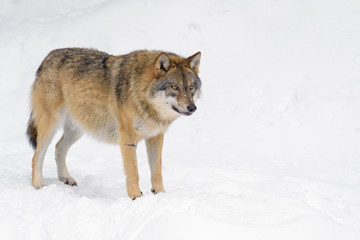 Naklejka na meble Wolf