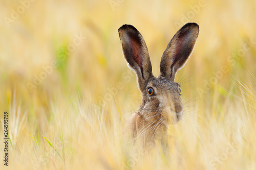 Cuadros en Lienzo European brown hare in cornfield, Lepus europaeus, Germany, Europe