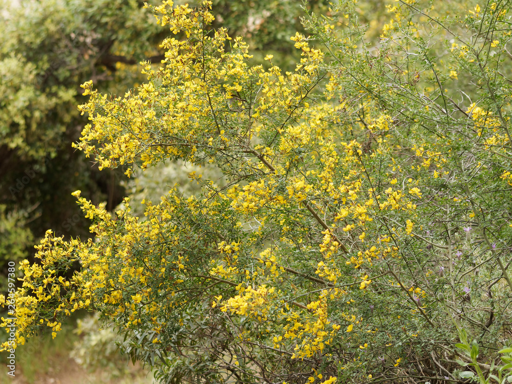 Ulex parviflorus Ajonc de Provence ou ajonc à petites fleurs — free download