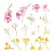 collection of hand painted watercolor flowers freesias