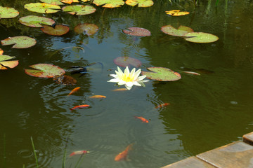 Goldfische mit Seerose