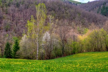 Canvas Print - Paysage printanier dans la Loire.