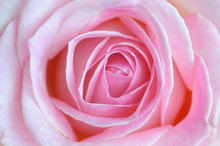 Pink Rose, Close-up, Germany