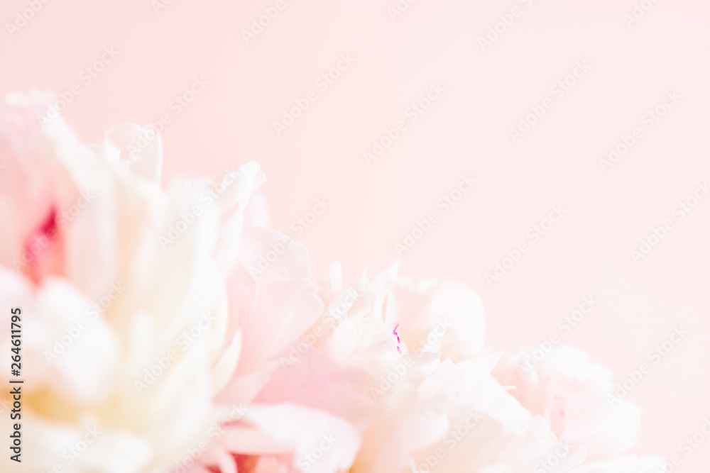 Blurred delicate petals of a pink peony. Unfocused abstract floral background - obrazy, fototapety, plakaty 