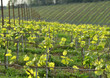 Young green vineyards in Chianti region near Mercatale Val di Pesa (Florence). Italy