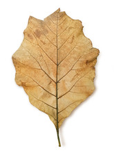 Wilted Teak Leaf Isolated On White Background