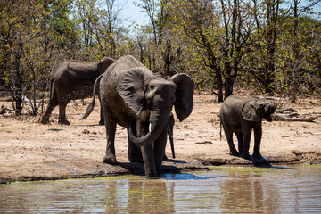 Wall Mural - African Elephants