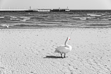 Wall Mural - Schwan  Vogel Zoppot Pier Strand Danziger Golf