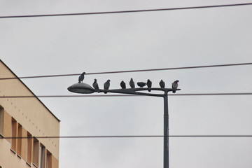 pigeons sit on a lantern in an urban environment. bird city, a family of pigeons. hunting for food.