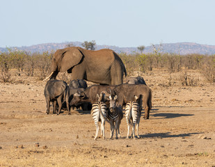 Poster - Busy Watering Hole