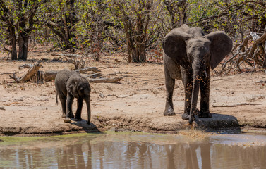 Wall Mural - African Elephants