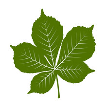 Chestnut Tree Leaf