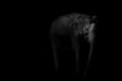 © M. Lisa - the big grey