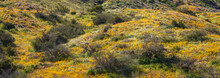 A Panorama Of A Hillside In The Bartlett Lake Region Of The Desert Of Arizona Covered In A Super Bloom Of California Poppies.