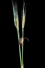 Wall Mural - Eurasian harvest mouse (Micromys minutus) on dry wheat straw - closeup with selective focus. Black background