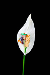 Wall Mural - Red-eyed tree frog (Agalychnis callidryas) sitting on a flower - closeup with selective focus