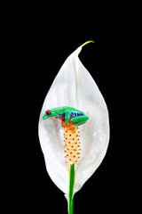 Wall Mural - Red-eyed tree frog (Agalychnis callidryas) sitting on a flower - closeup with selective focus