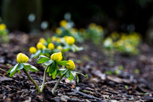 A Garden In Winter, Small Yellow Aconites Flowering In The Bark And Fallen Leaves,Amersham