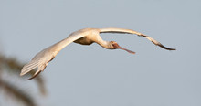 African Spoonbill (Platalea Alba) In Flight In The Gambia.