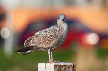 Second-year European Herring Gull (Larus Argentatus) Standing On A Wooden Pole In Urban Area The Netherlands. Car And Bycle Passing By In The Background.