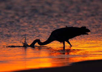 Wall Mural - Grey Heron (Ardea cinerea) fishing in the North sea at the beach of Katwijk in the Netherlands. Taken at sunset with backlight. Splashing water drops in the air after spearing a fish.