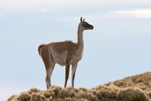 Guanaco (Lama Guanicoe) In The Steppes Of Patagonia In Argentina