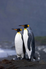 Two King Penguins (Aptenodytes Patagonicus) In South Georgia Island In The South Atlantic Ocean.