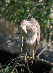 Juvenile Black-crowned Night Heron (Nycticorax nycticorax) preening