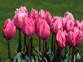 Wall Mural - Closeup of beautiful pink tulips, variety Pretty Princess, flowering in a garden