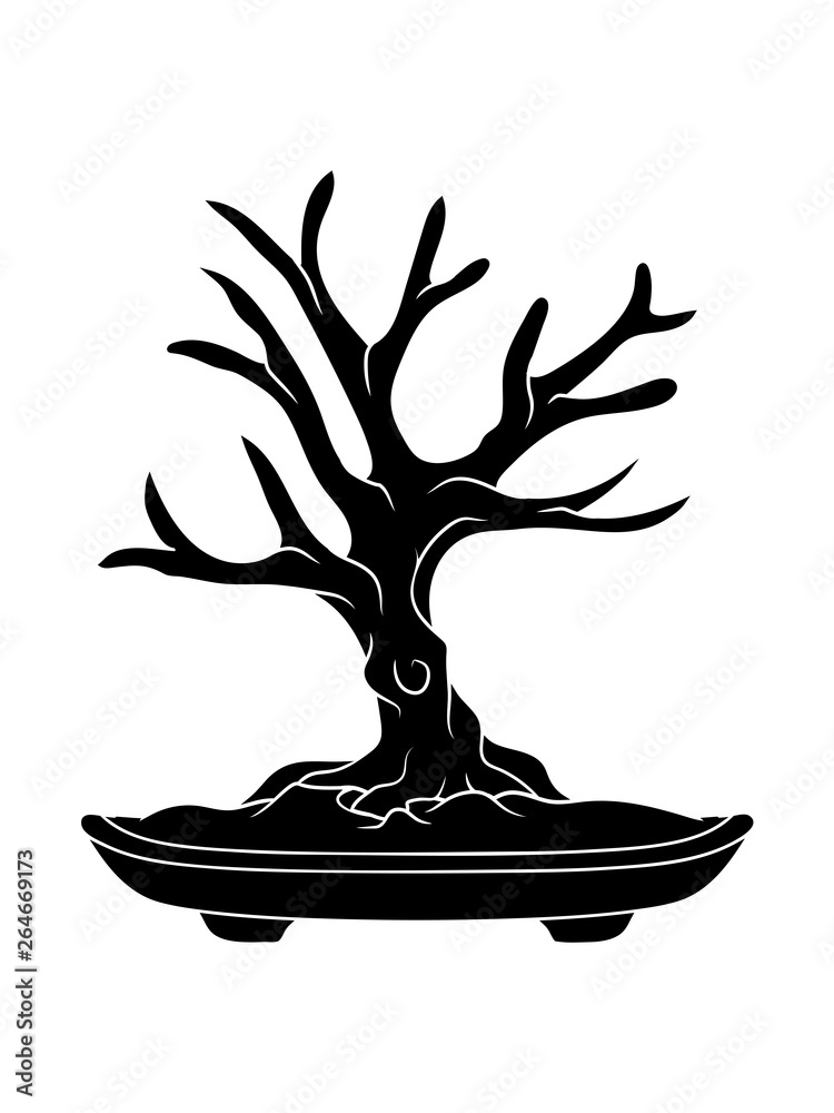 sakura bonsai samen Cherry Blossom Seeds  Grow Sakura Bonsai or Full Trees at Home  Seed World