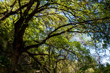 Lost Maples State Natural Area in the Hill Country of Texas