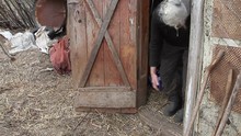 A Very Old Woman With Gray Hair Is Playing With A Little Goat On The Threshold Of The Barn. Life Below The Poverty Line. The Concept Of Loneliness Of Old Men In The Village.