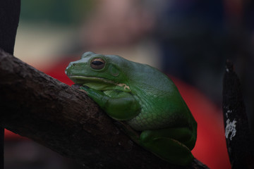 frog on leaf