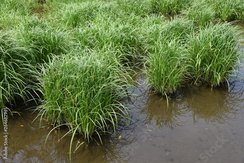 Fotomural Carex dispalata is an aquatic plants.