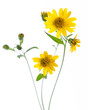 Arnica (Arnica montana) - flowers isolated on white background