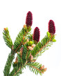 © unpict - spruce (picea) young red cones isolated on white background