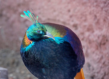 Bird The Himalayan Monal Or Pheasant. This Stunningly Bright Bird Belongs To The Pheasant Family And Is A National Symbol Of Nepal. The Origin Of These Birds Is Covered With Pine And Oak Forests Of Th