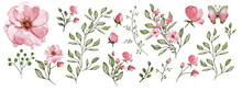 Watercolor Illustration. Botanical Collection.  Set: Leaves, Flowers,branches, Herbs And Other Natural Elements. Pink Flowers.