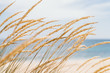 Dune grass sea landscape. Golden beach grass against a pastel beach background - Image